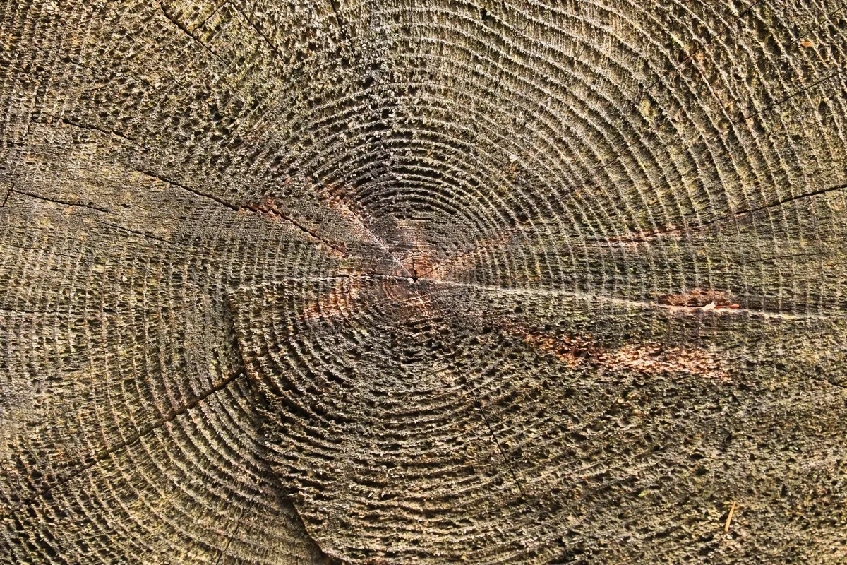 thatch layer