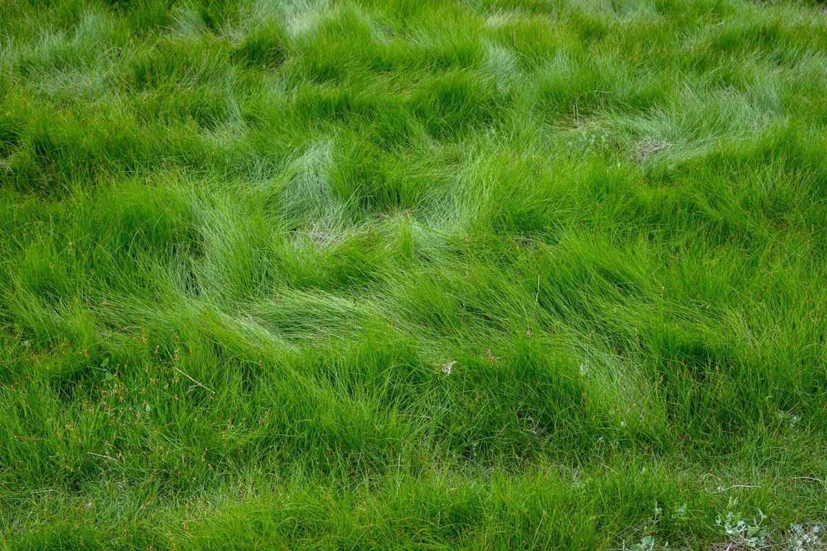 Thatch