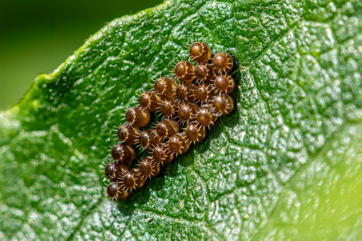 Tick eggs