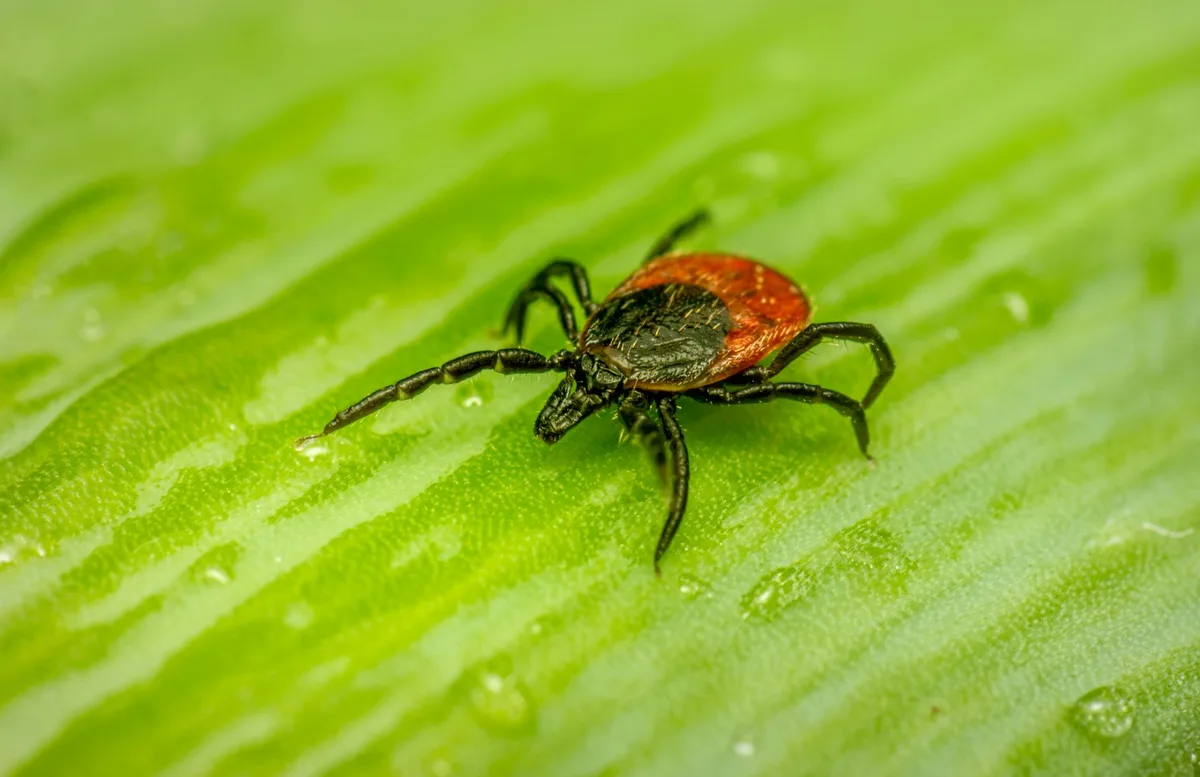 Tick life stages comparison