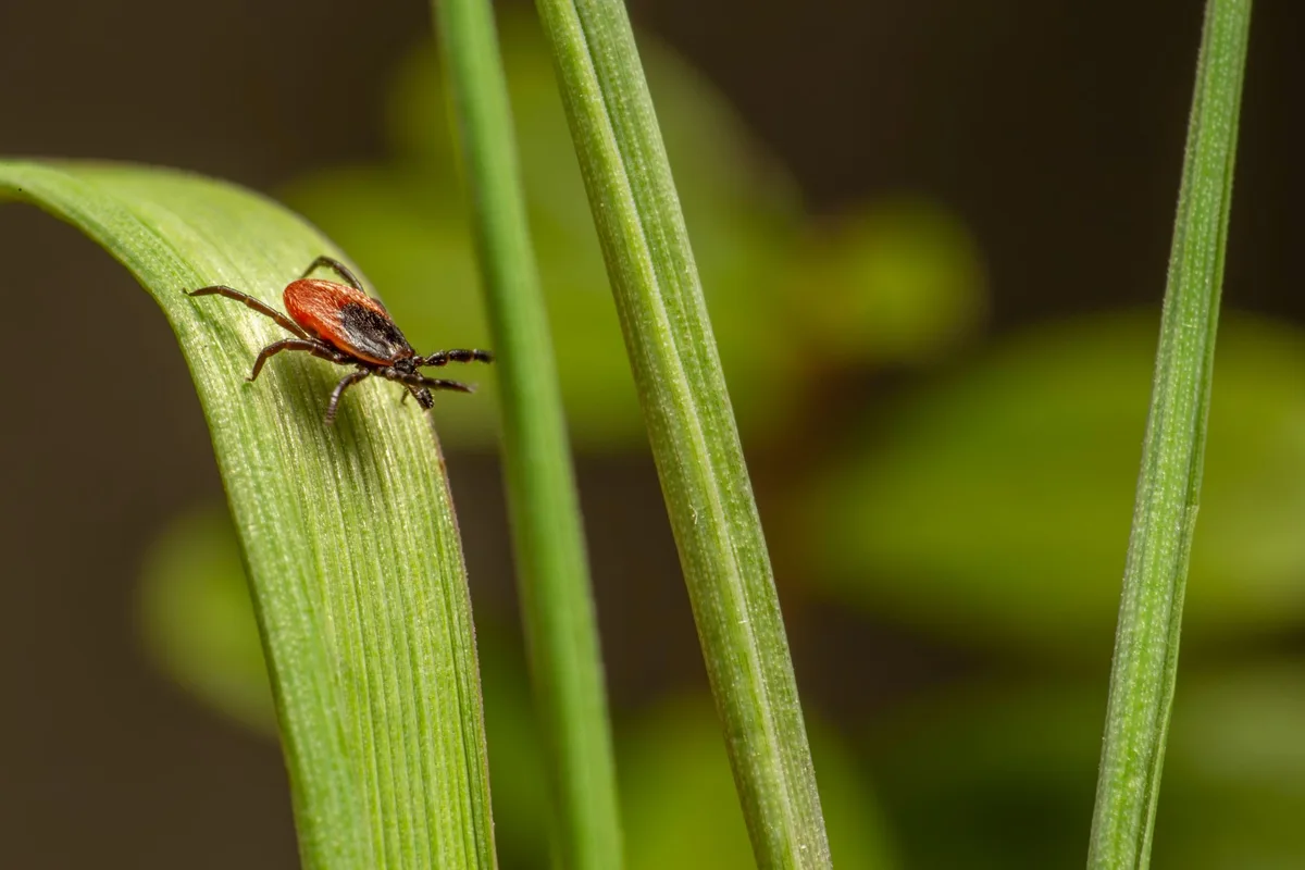 tick tube rodent treatment