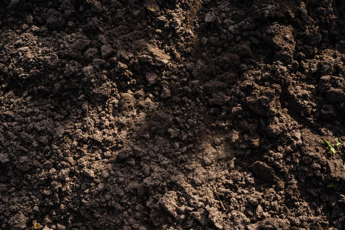 tilling wet soil mistake