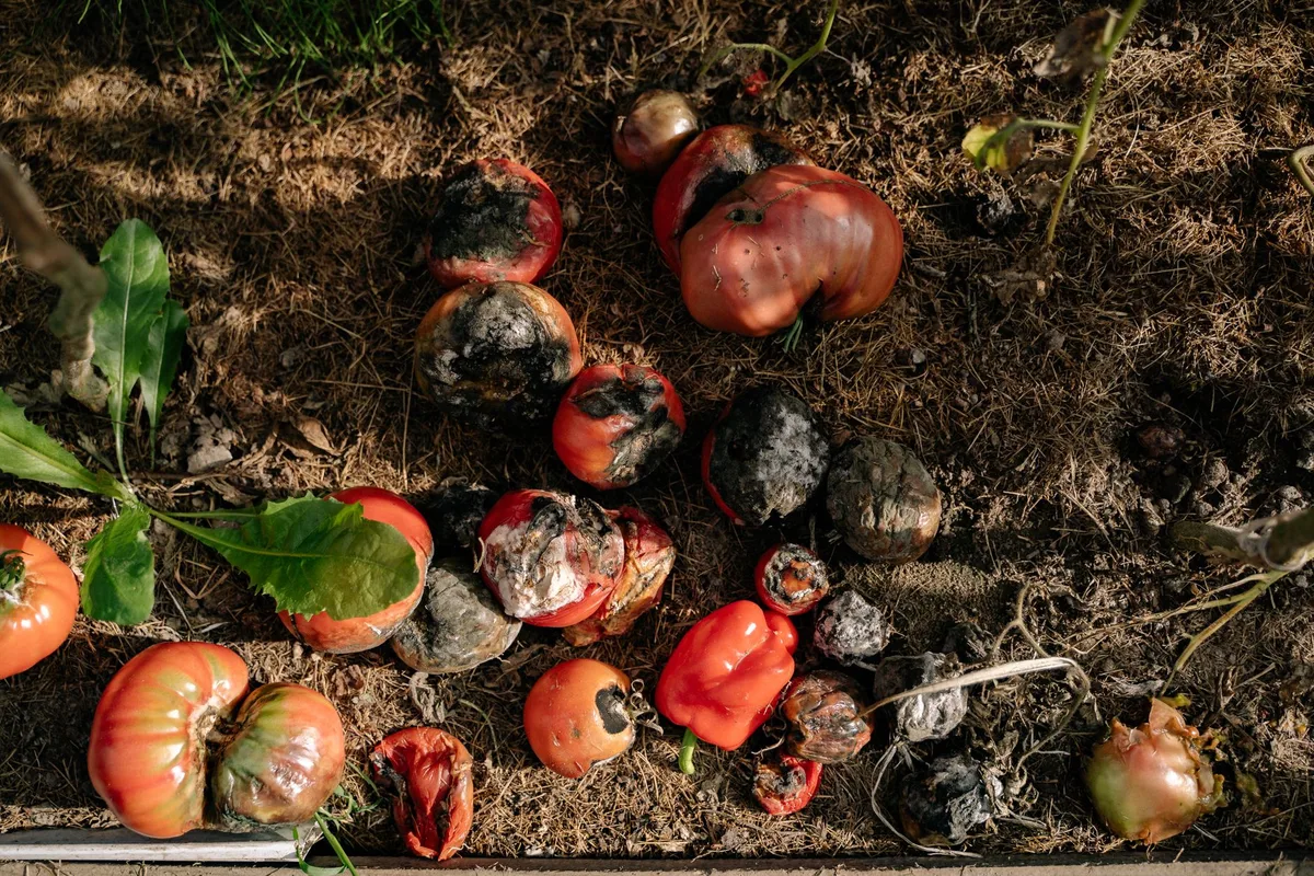 Top-dressing vegetables with compost