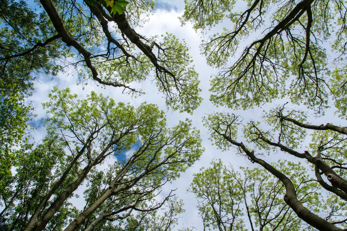 tree canopy dieback comparison
