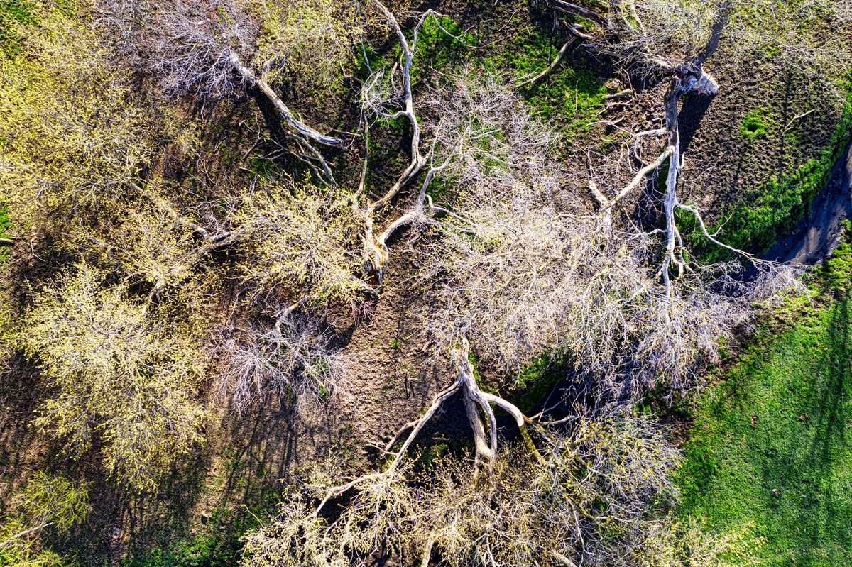 Tree stress factors drought