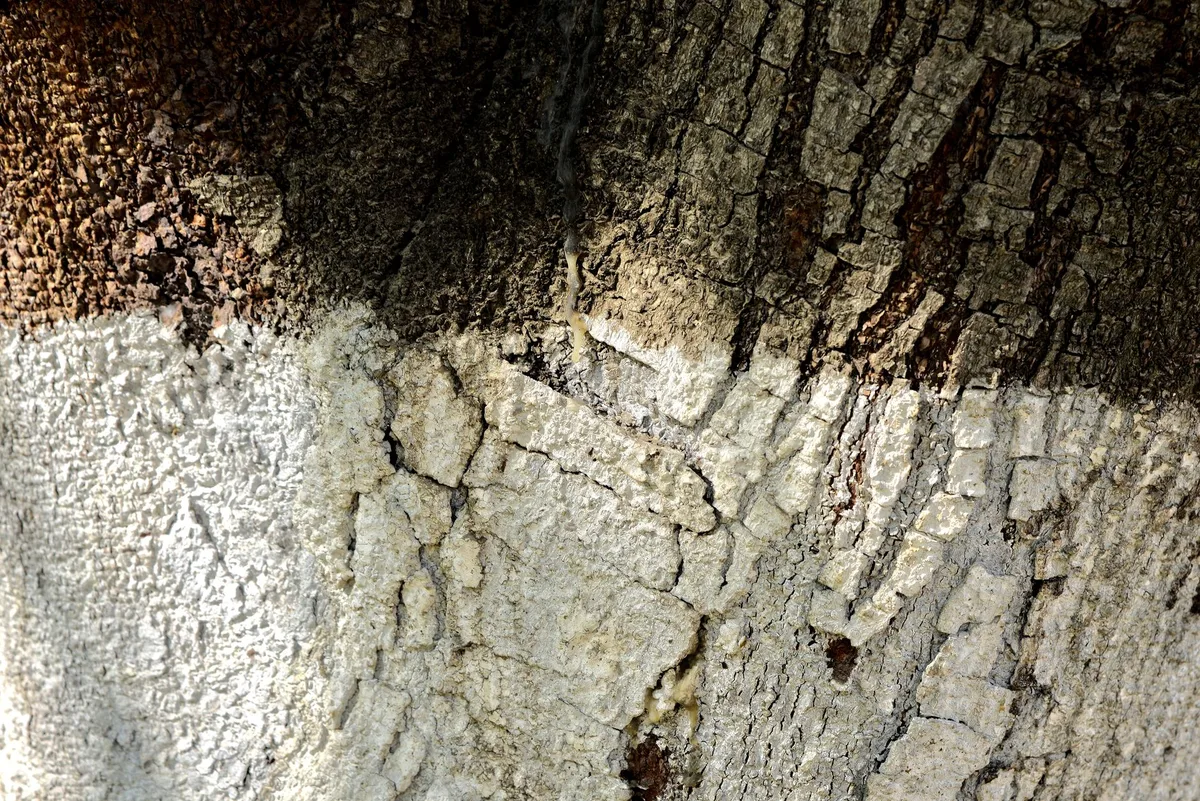 tree sunscald bark cracking stress