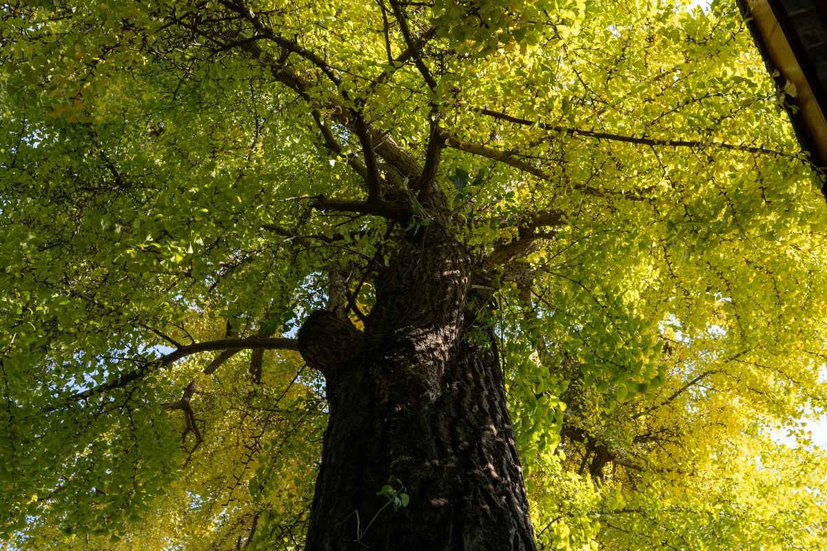 tree trunk injection