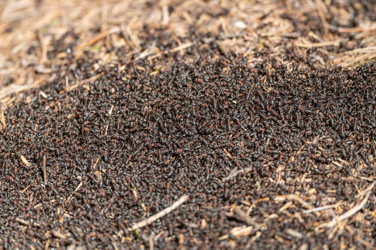 trophallaxis ant colony feeding