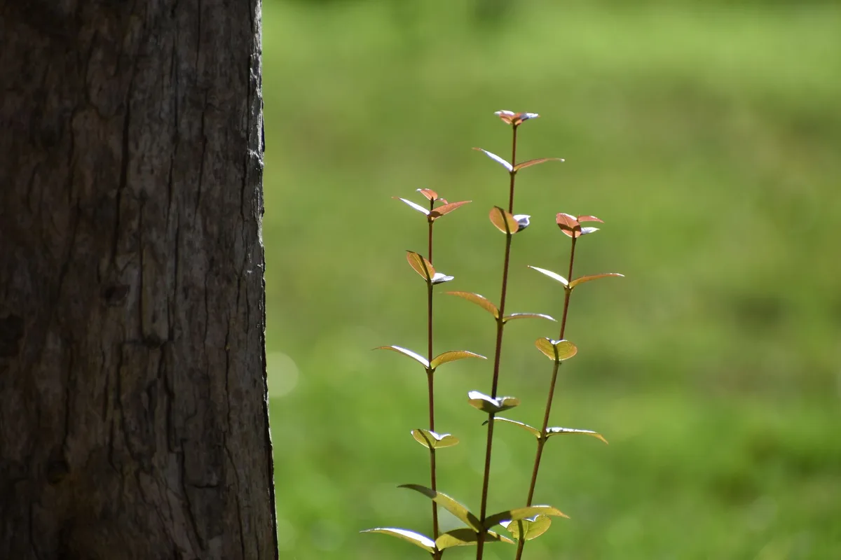 trunk wrap installation young tree