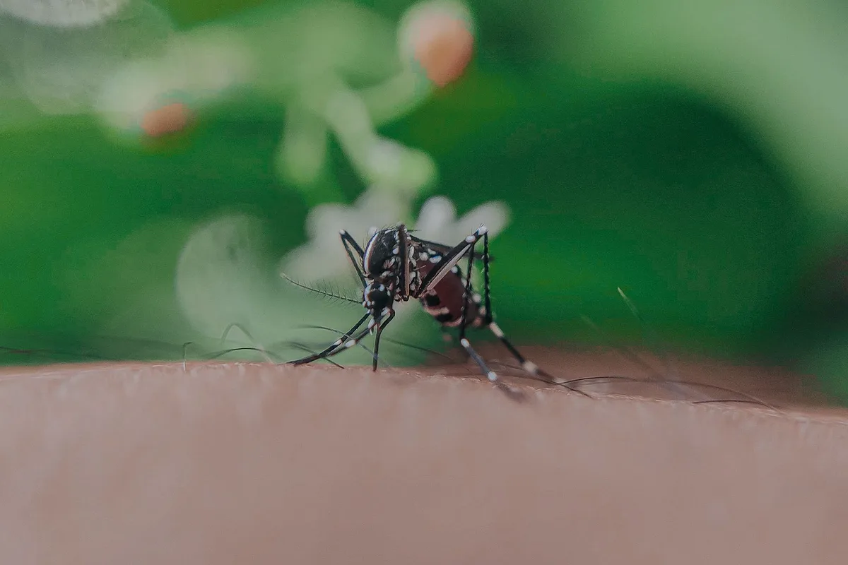 UV mosquito trap installation
