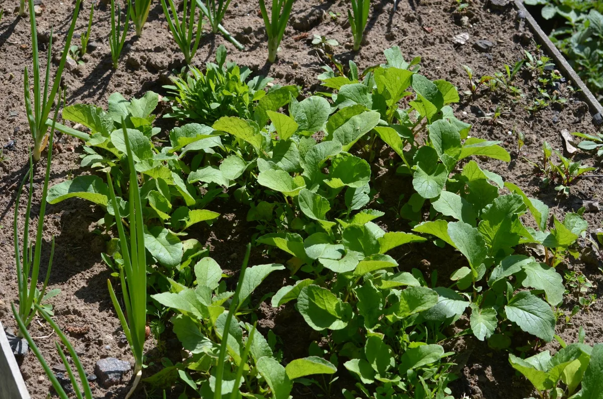 vegetable garden after soil improvement