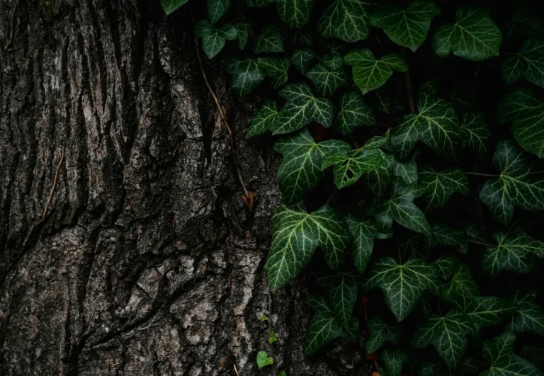 Volcano mulching harm tree