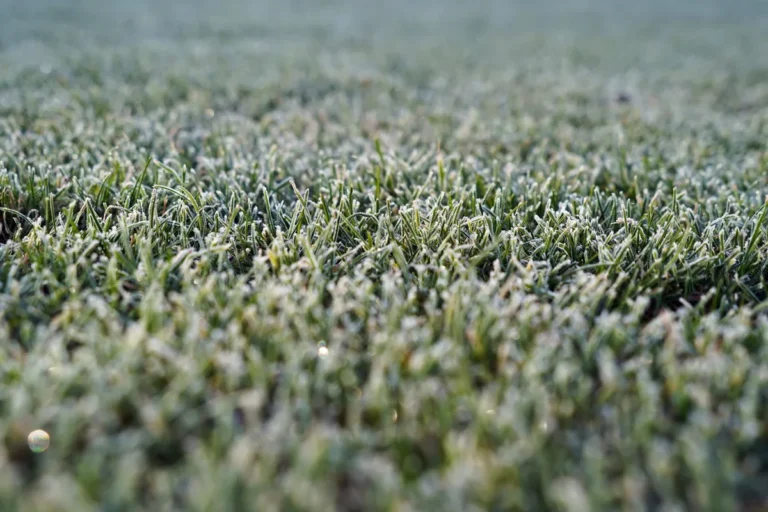 Warm Season vs Cool Season Grass