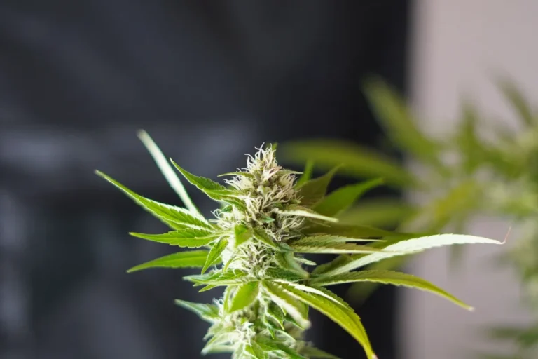 Weed control accuracy