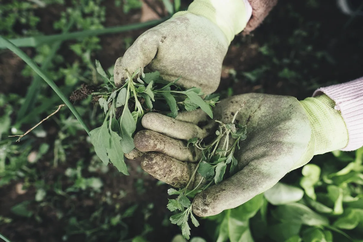 weed control vs alternatives