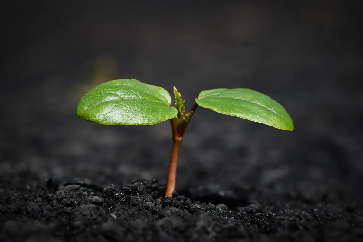 weed seedling identification