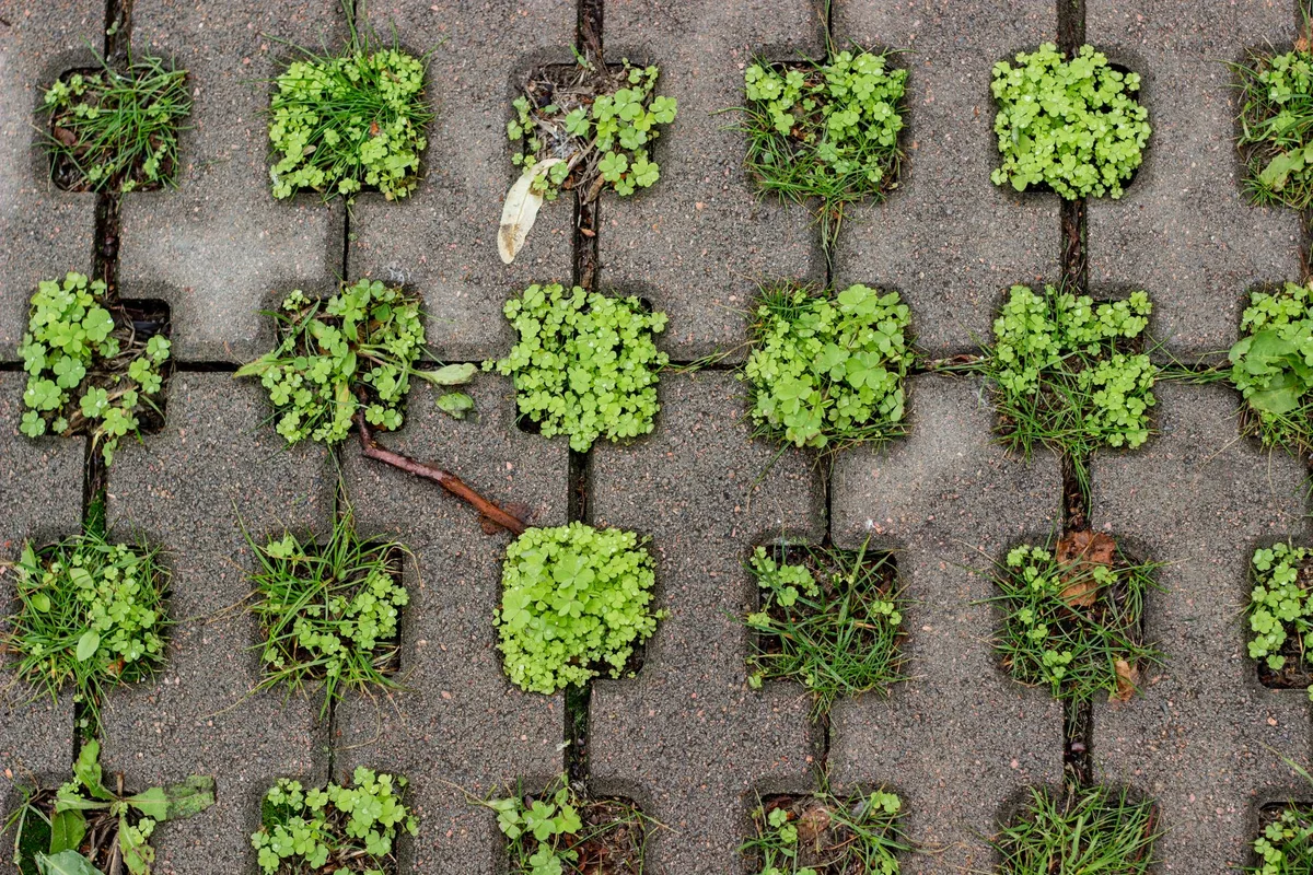 weeds growing on top of landscape fabric
