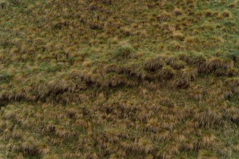 wet grass clippings clumping