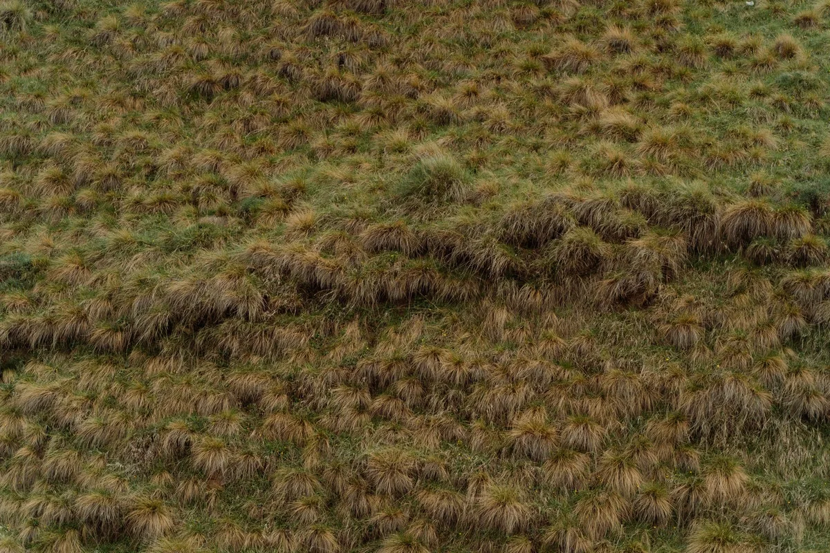 wet grass clippings clumping