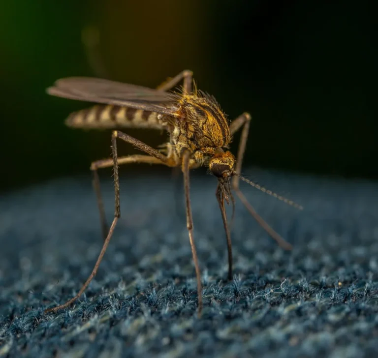 What Attracts Mosquitoes to a Backyard