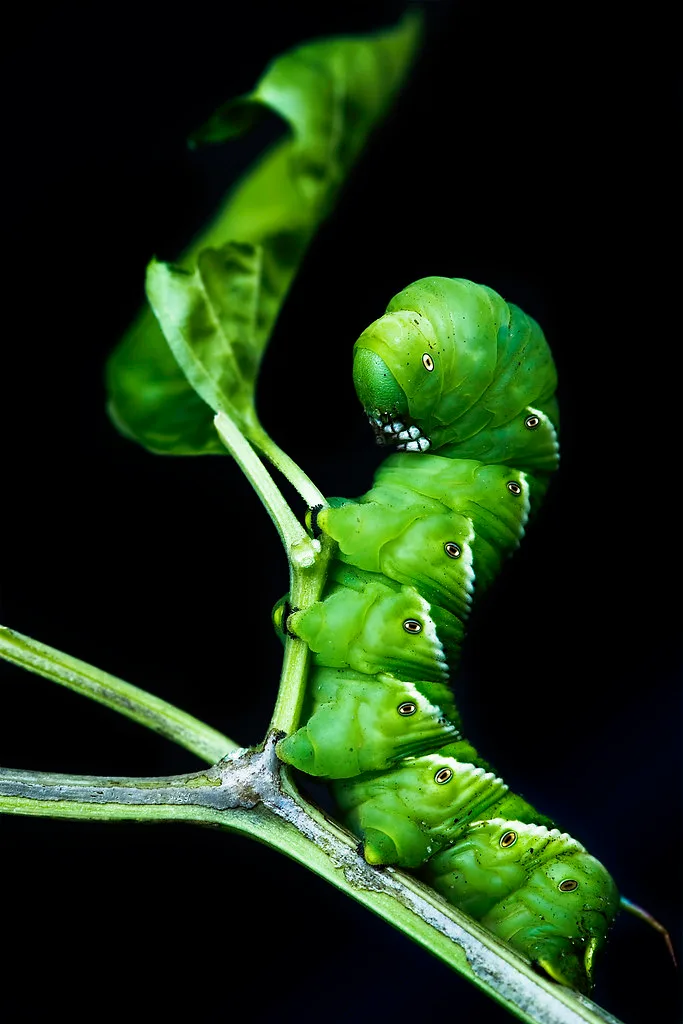 What Bugs Damage Vegetable Plants