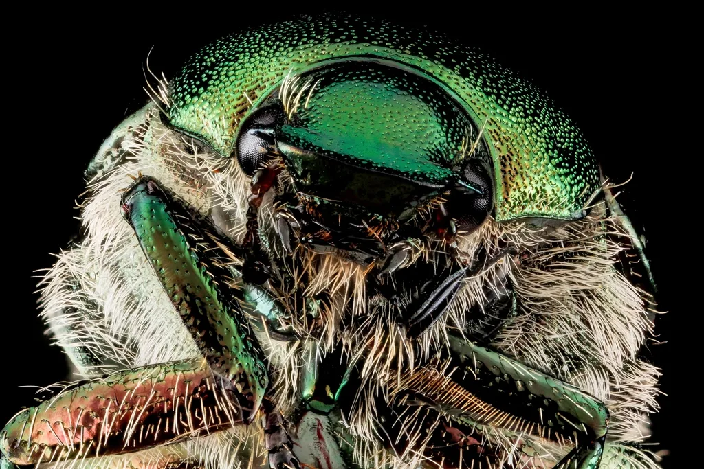 What causes Japanese beetles