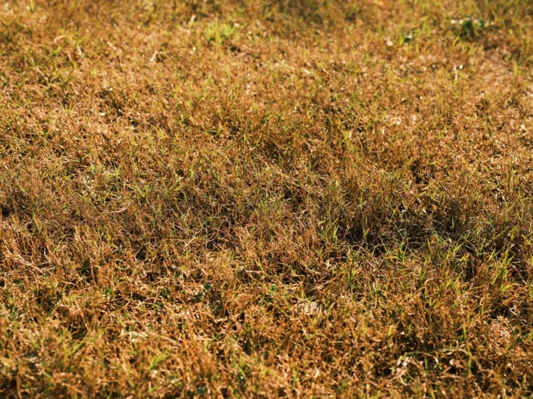 What causes lawn aeration