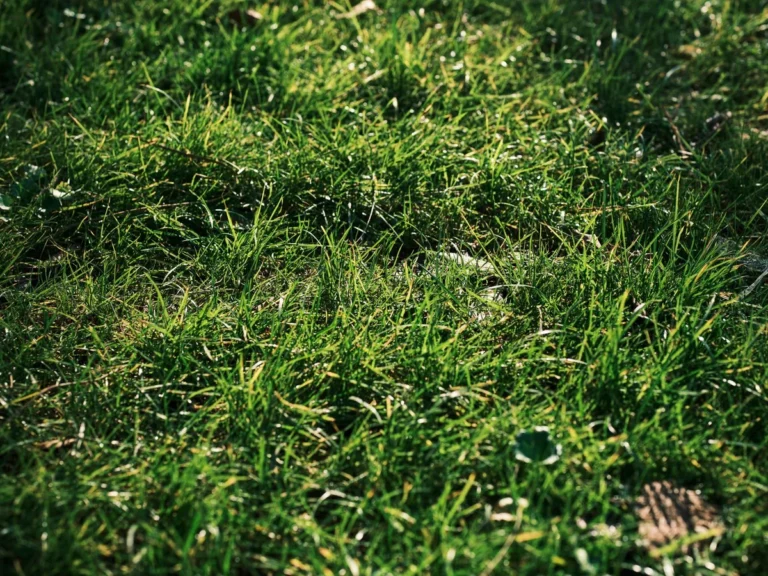 What causes lawn fertilizer