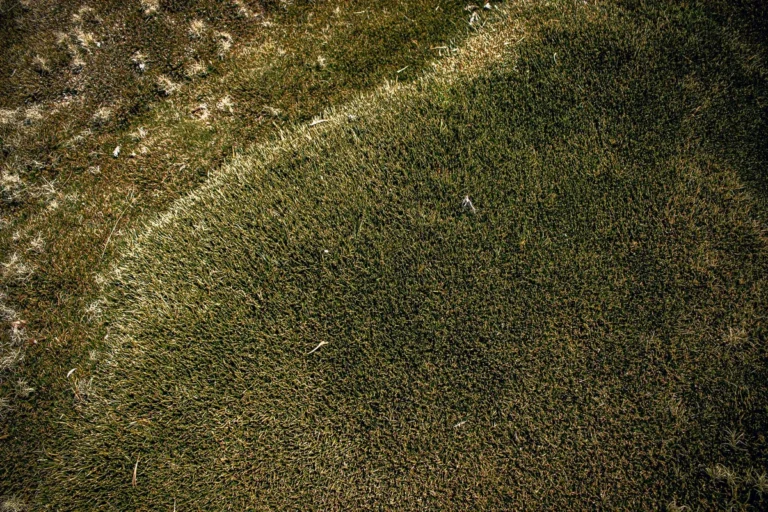 What Causes Lawn Grubs