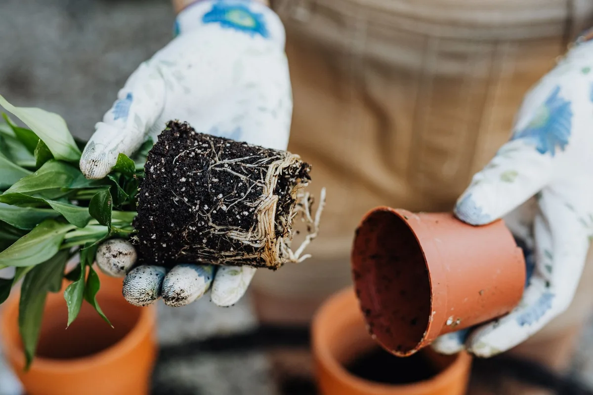 What Causes Root Rot