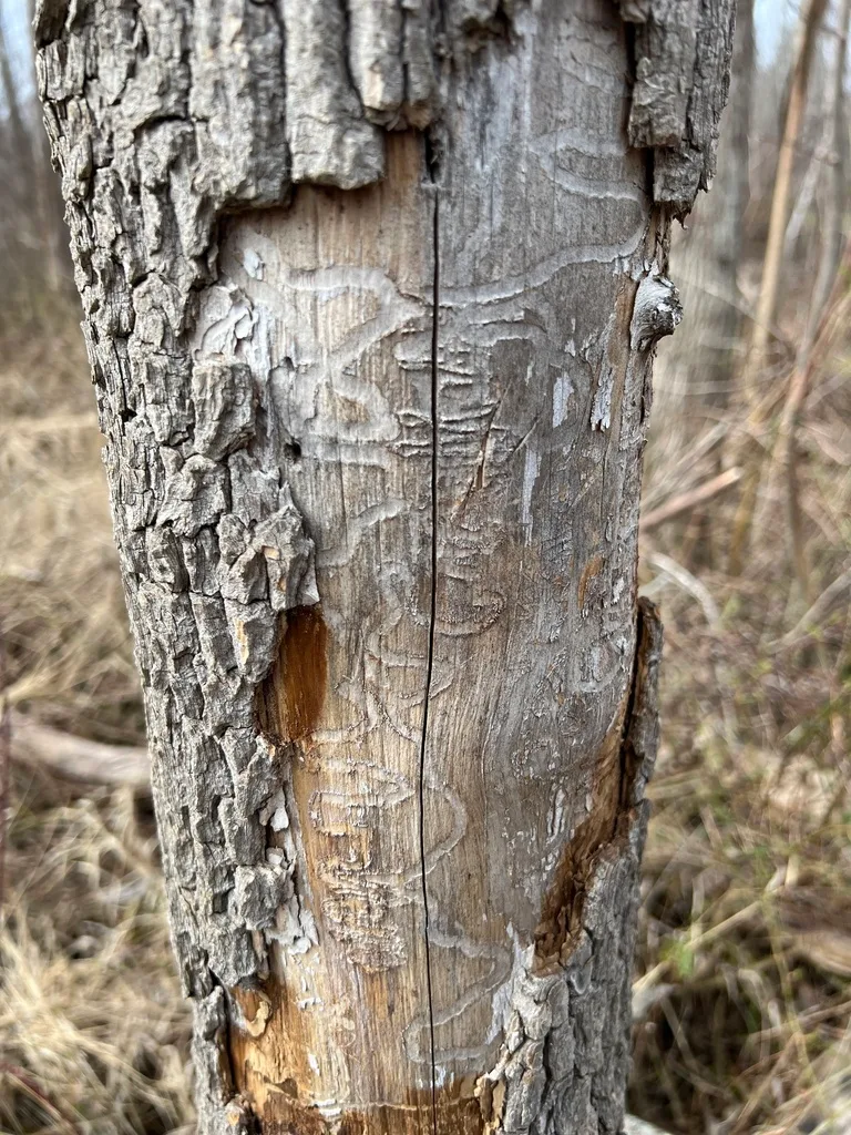 What causes tree borers