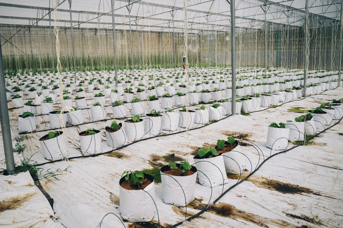 What NPK Ratio Does Grass Need
