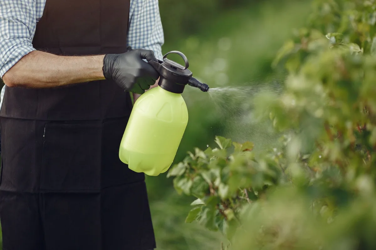 When Is the Best Time to Spray Weeds