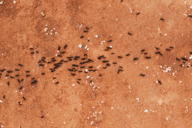 When should you ant control
