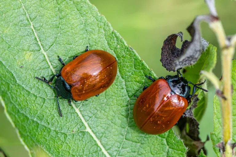 When should you garden pests key triggers