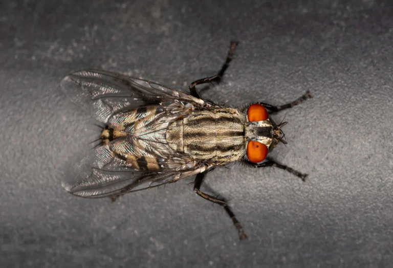 When should you house flies