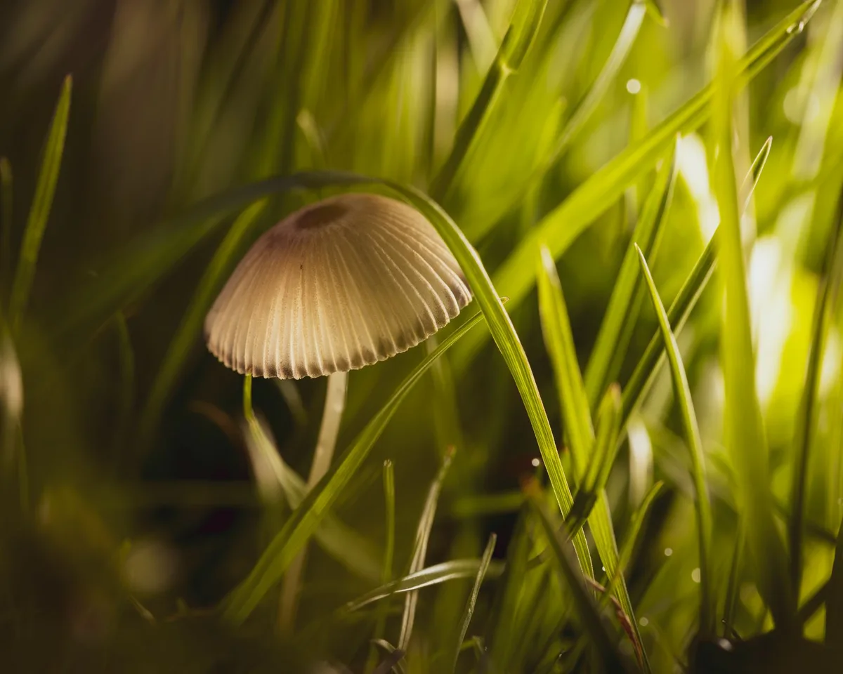 When should you lawn fungus