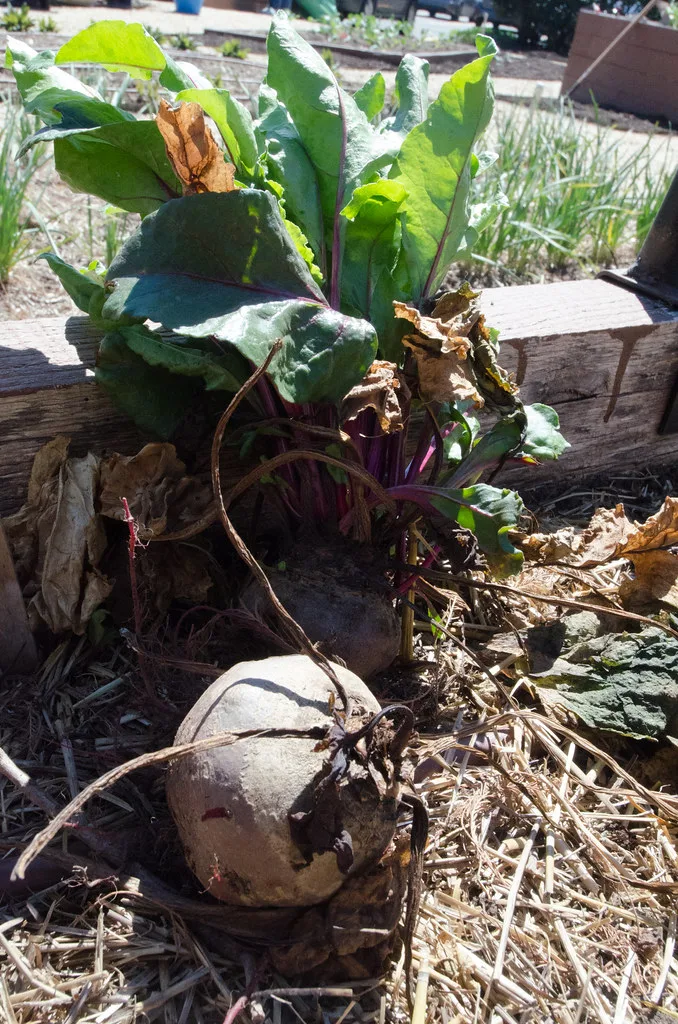 When should you mulching