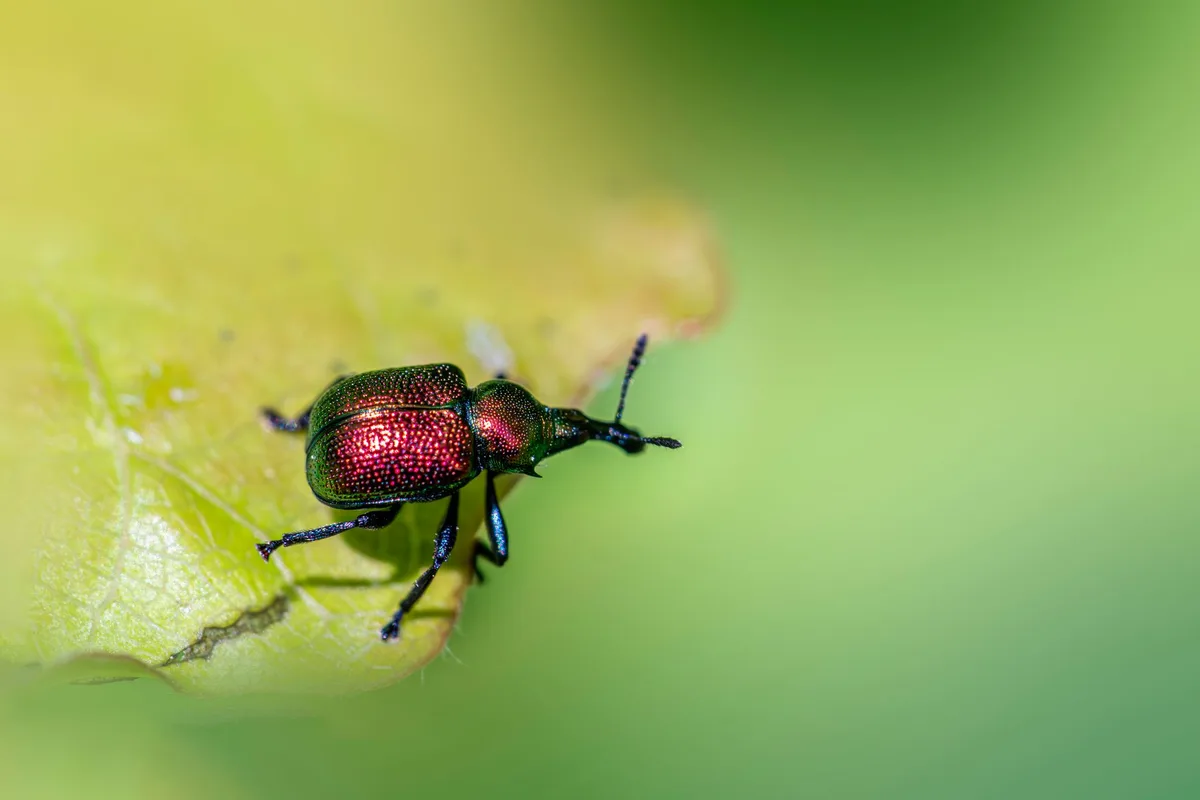 When should you yard pests