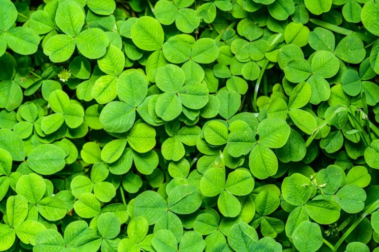 White clover in lawn
