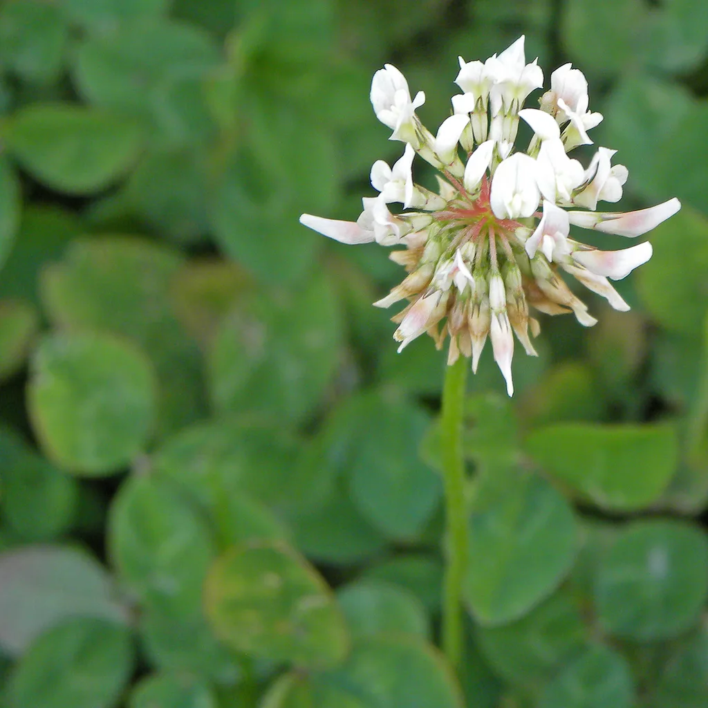 white clover
