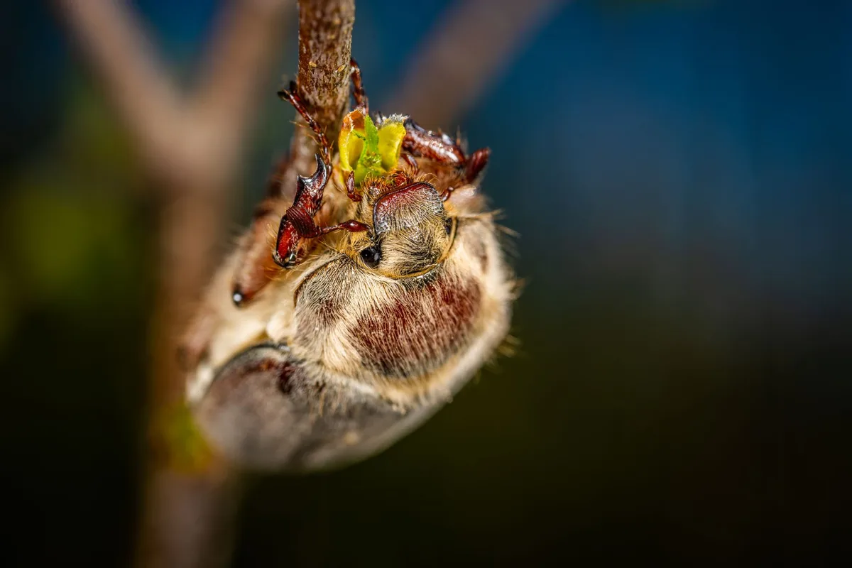 White grub C-shaped larva identification