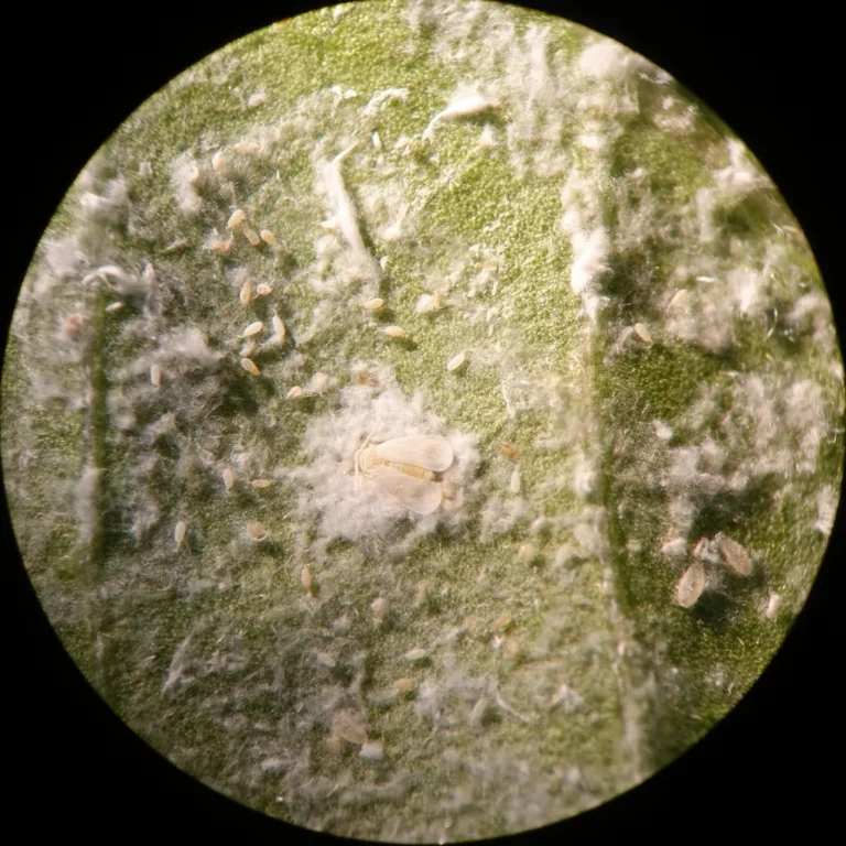 whiteflies checklist