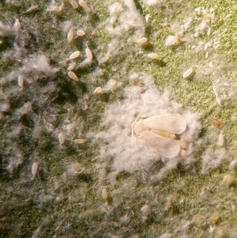 whiteflies maintenance guide