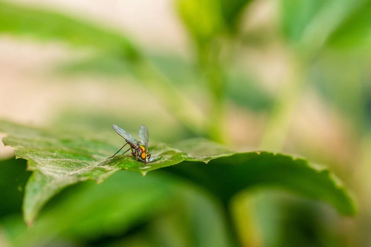 whiteflies on plant leaf