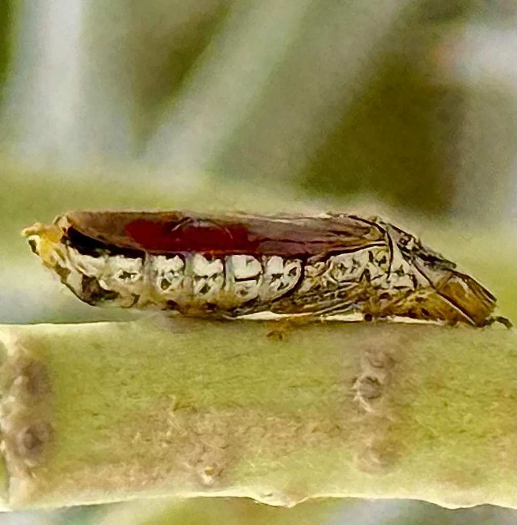 whitefly adults nymphs eggs
