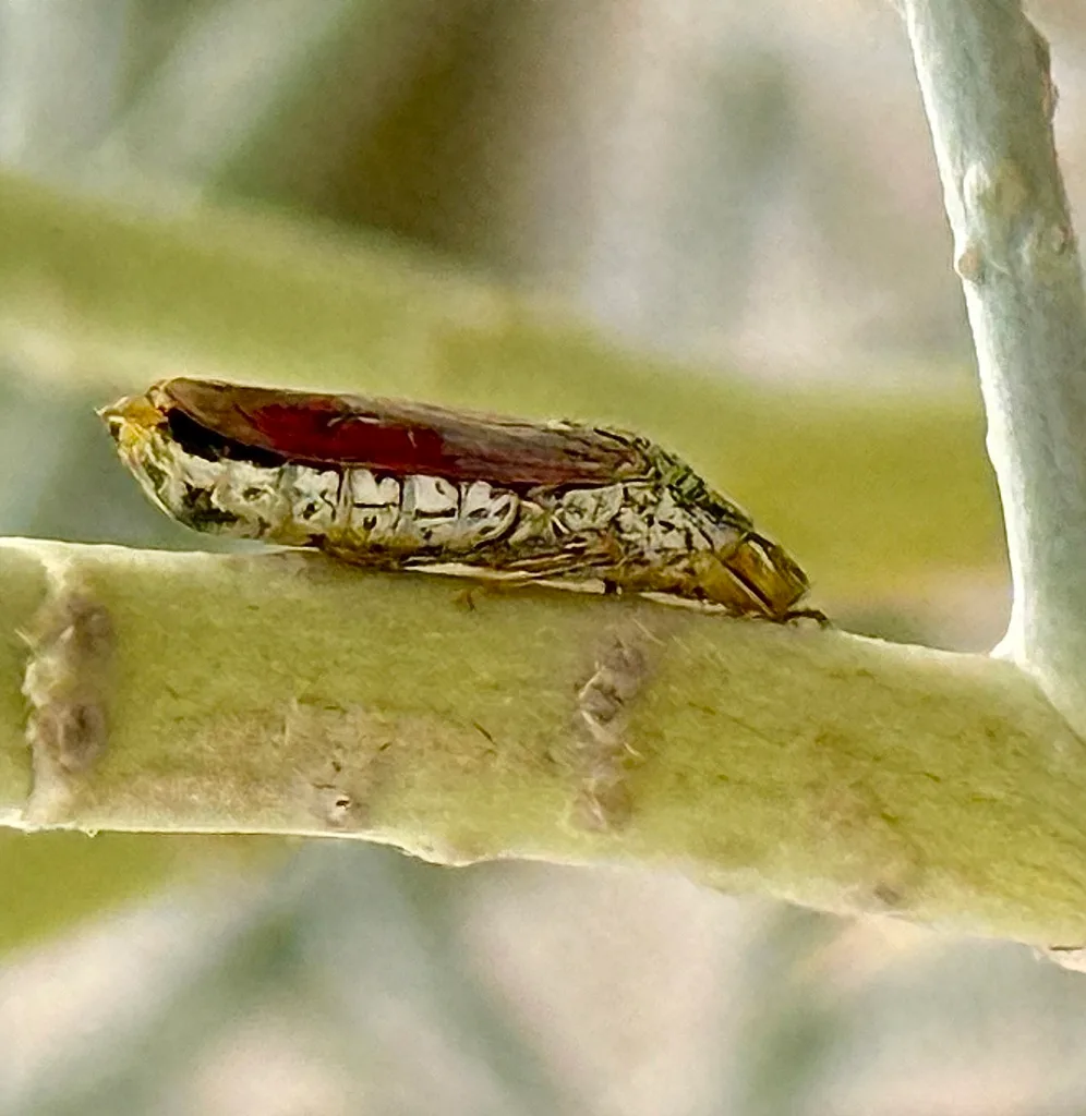 Whitefly eggs on leaf