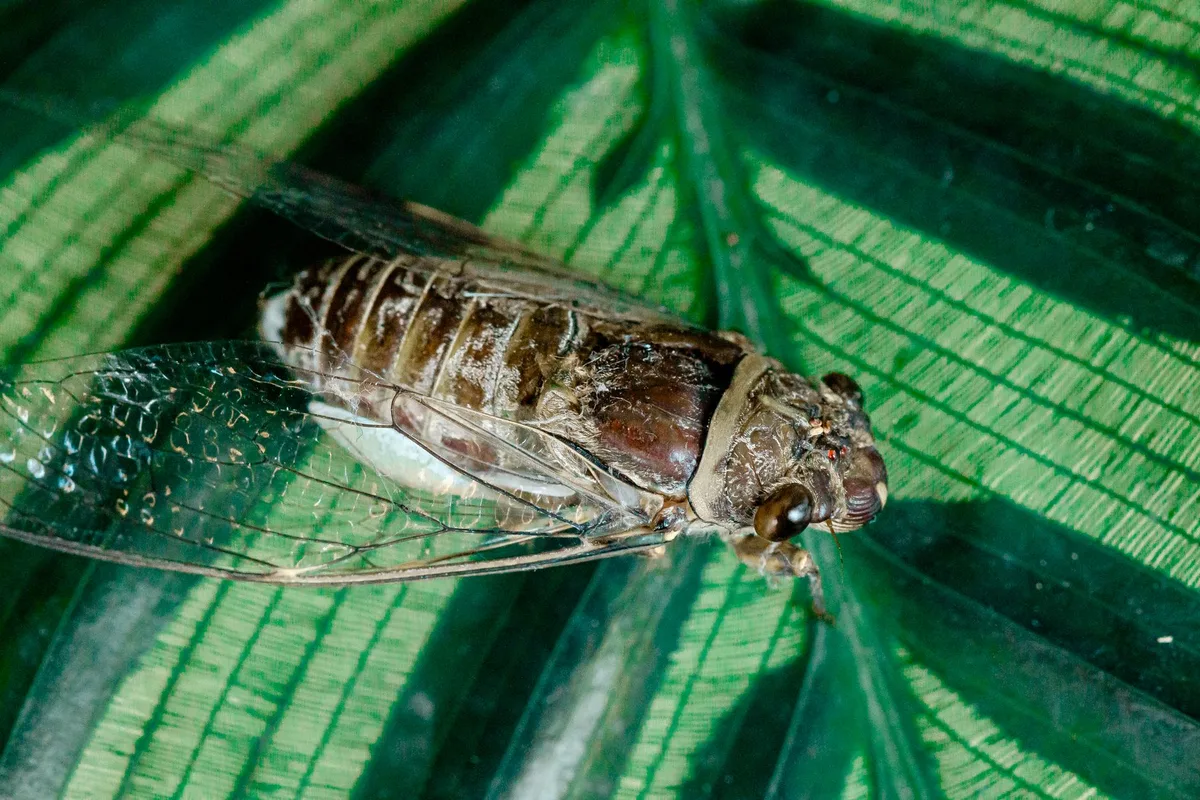 whitefly identification