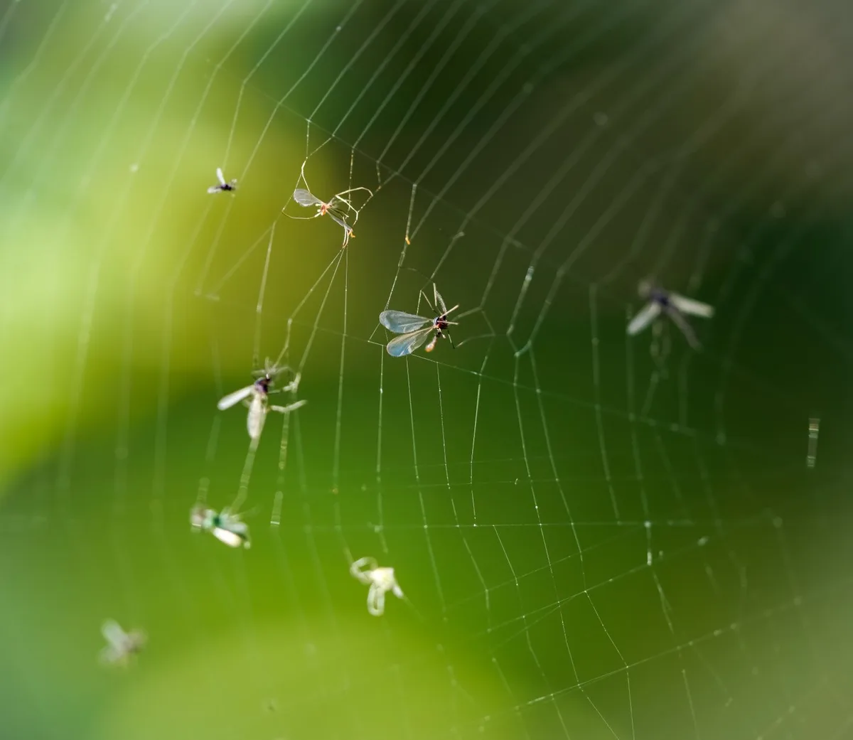 whitefly life cycle stages