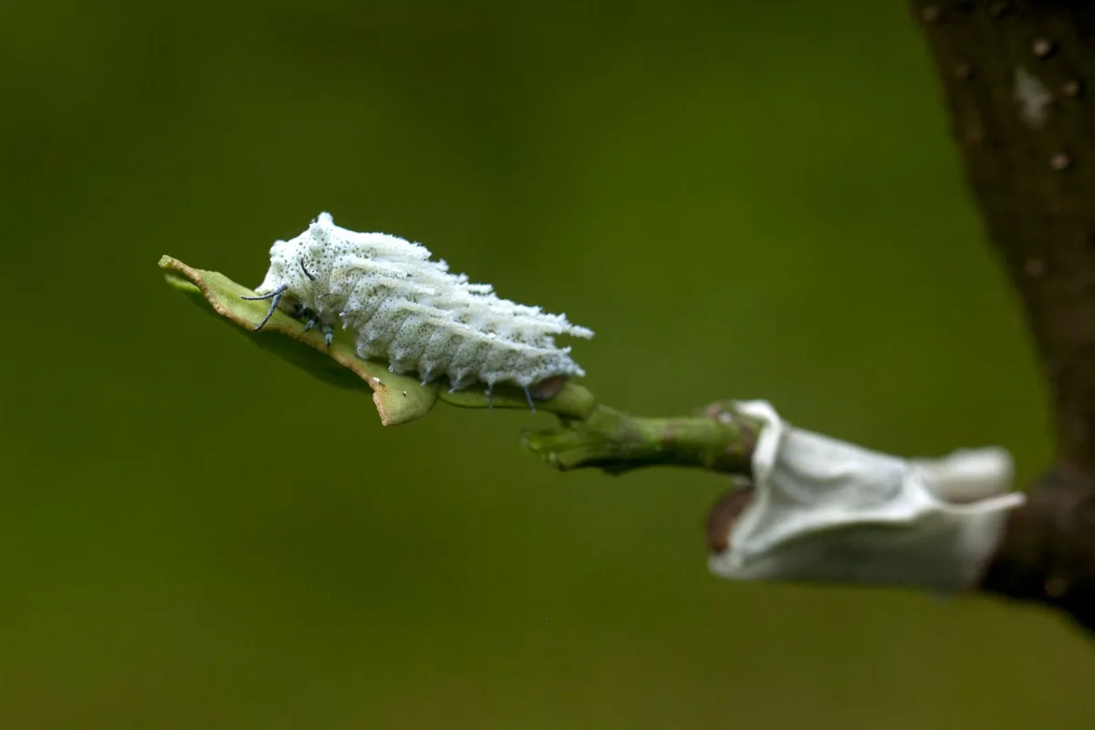 whitefly nymphs eggs